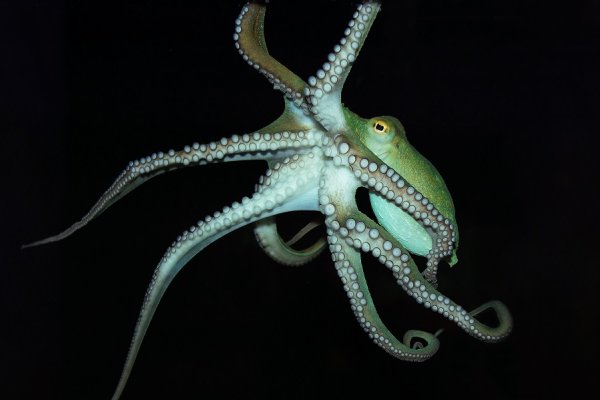 Kraken 17 at net