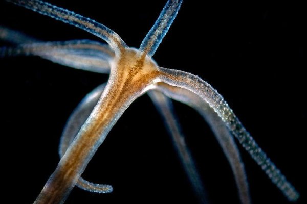 Kraken ссылка актуальная